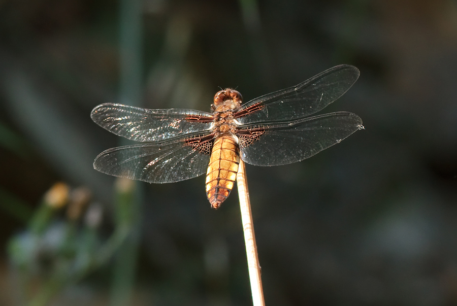 Libellula depressa ♀